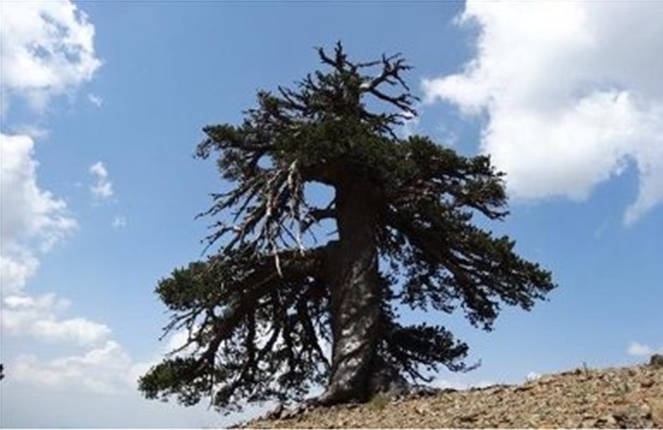 Στην Πίνδο το αρχαιότερο δέντρο της Ευρώπης